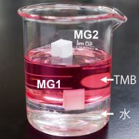 図2： 超撥水性マシュマロゲルMG1と超撥水・超撥油性マシュマロゲルMG2を水（無色、下層）－油（Oil Red Oで着色した1,3,5-トリメチルベンゼン（TMB）、上層）に入れた様子（写真提供： 早瀬 元氏）
