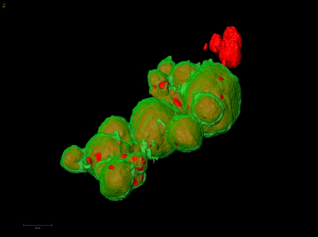 MS_Talos_TEM_Core_shell_640